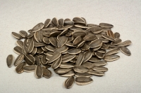 Striped sunflower seeds specification DAKOTA;  JAGUAR; CONFETA; LG